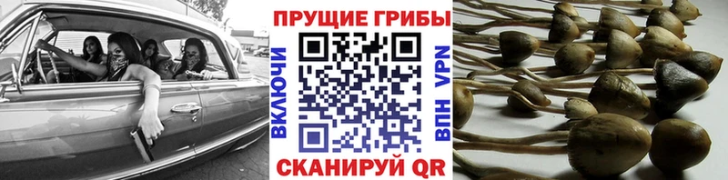 Псилоцибиновые грибы Psilocybine cubensis  Тайшет 